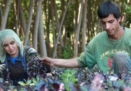 Hewsel'de hasat zamanı