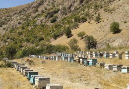  Yasaklar arıları öldürüyor