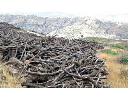 Cudi’de orman katliamı