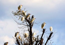 Beytüşşebap’ta ilk kez görüldü