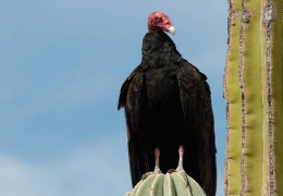 Nesli tükenen kuşlar erkeksiz üreyebildi