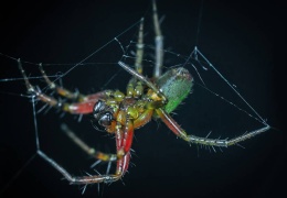 Örümceklerin ağ sırları çözüldü