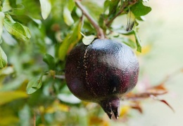 Siyah Nar için veda zamanı