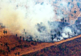 Amazon’da orman kıyımı