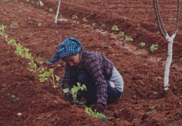 Jinwarlı kadınlar şifa dağıtıyor