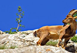Xizir’ın keçilerine dokunmayın!