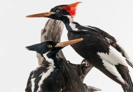 Fildişi gagalı ağaçkakana ne oldu?