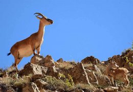 Gezin bezuvarlar o dağlarda, o dağlar sizin!