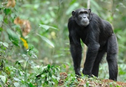 Katil şempanzeler