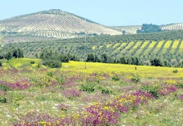 Efrîn’i asla unutmam