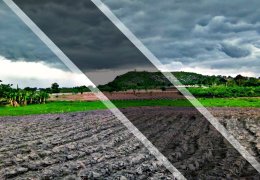 DAİŞ tarım arazilerini tahrip etti