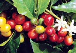 Kahve yarı yarıya azalacak