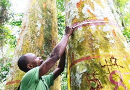 64 bin ağaç türü kayıtta yok