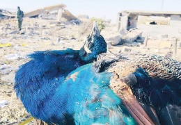 Bitmeyen bir savaş: Kürt soykırımı