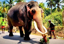 Sri Lanka ‘Raja’ için yasta