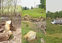 Dicle Üniversitesi'nde ağaç kıyımı