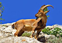 Bu kez de Çewlîk’in dağ keçileri hedefte