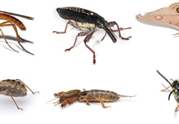 Böcek çeşitliliği yarı yarıya düştü