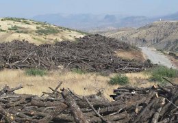 Cudi Dağı’nda ağaç kıyımı