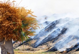 Dünyada buğday endişesi
