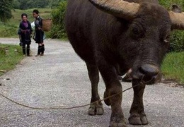 “Öğretilmiş çaresizlik” ve devlet