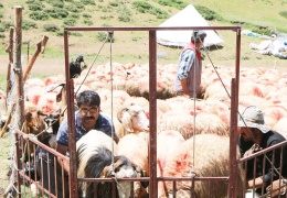 Yaylaya çıktık ama...