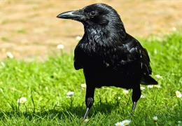 Kargaların sarayı yıkılıyor