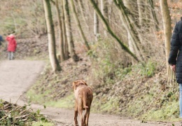 Köpek gezdirmek yasaklandı