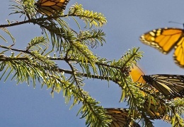 Kral kelebeklerin nesli tükeniyor