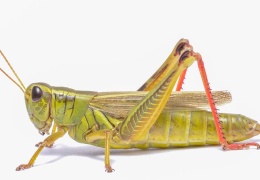 Çekirgeler kanser teşhisi yapıyor!