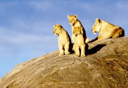 Aslan nüfusu yüzde 43 azaldı