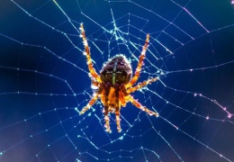 Örümcekler rüya mı görüyor?