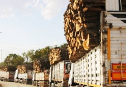 Besta’da kesilen orman değil vatandır