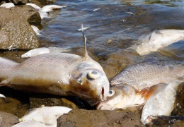 Oder Nehri’nde ekolojik felaket