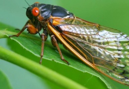 Ağustos böcekleri artık şarkı söylemiyor