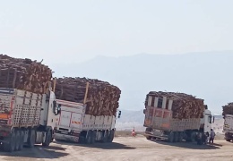 Şırnak'ta ağaç katliamları