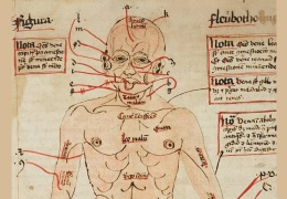 Tuzlanmış baykuş ve tilki ciğeri