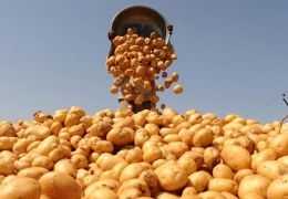 Avrupa’da patates krizi