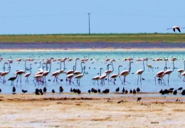 Arin Gölü yok olmanın eşiğinde