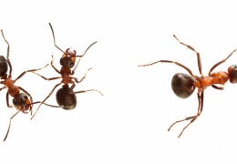 Karıncaları saydılar!