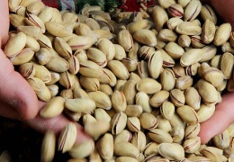 İklim Antep fıstığını da vurdu