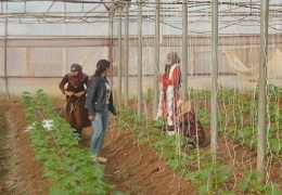 Bi rêya kooperatîfvaniyê li Rojava birêxistinkirina têkiliyeke civakî