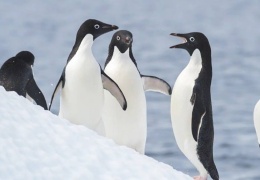 Penguenlerin nüfusu azaldı