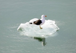 Bir sonraki pandemi buzullardan gelebilir