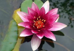 Onlar ki sonsuz yaşamın simgesi: Çağın Lotus çiçekleri