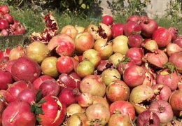 Balekayeti’de nar hasadı