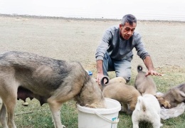 Hazar’da köpekleri ölüme terk ediyorlar