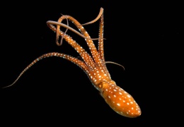 Ahtapot beyni insan beyni gibi!