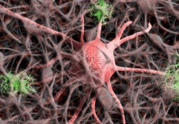 Alzheimer tedavisinde yeni umut