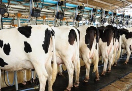 İnekler kesildi, süt krizi kapıda
